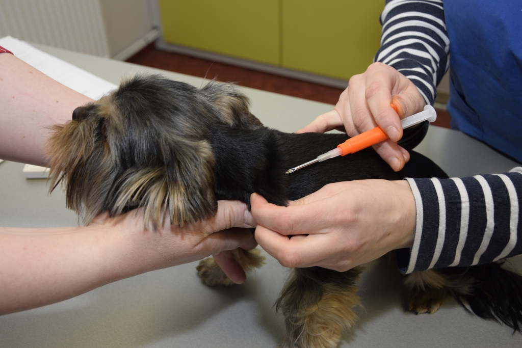 Autors: Ivars Bogdanovs