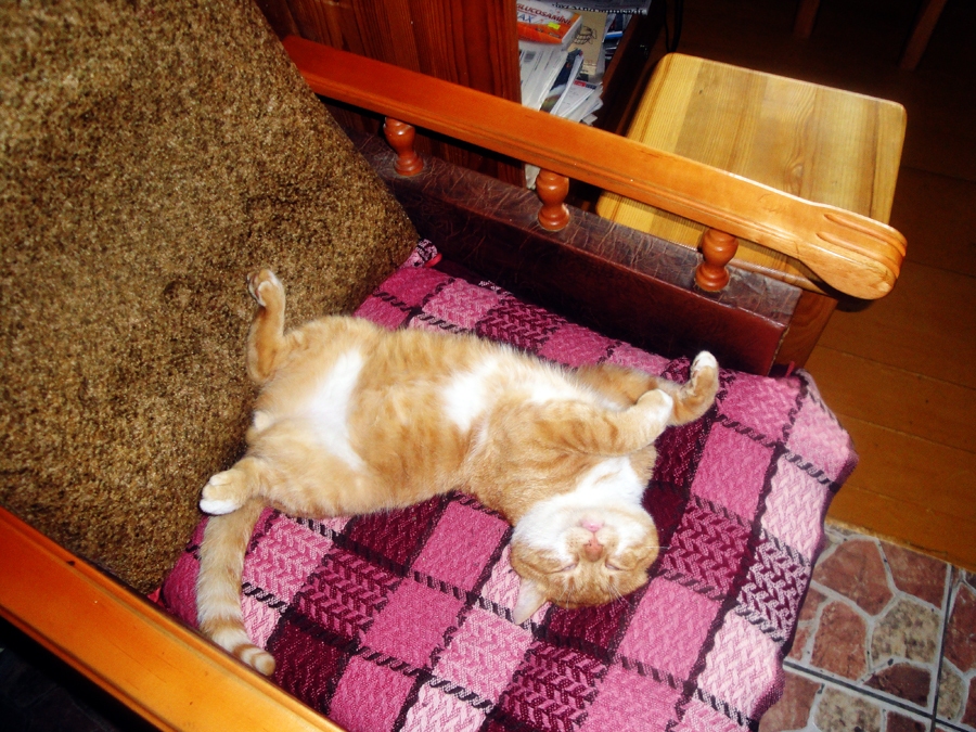 Rudais runcis Rūdis, guļot uz muguras, demonstrē pilnīgu paļāvību un uzticēšanos cilvēkiem.
Autors: no personiskā albuma.