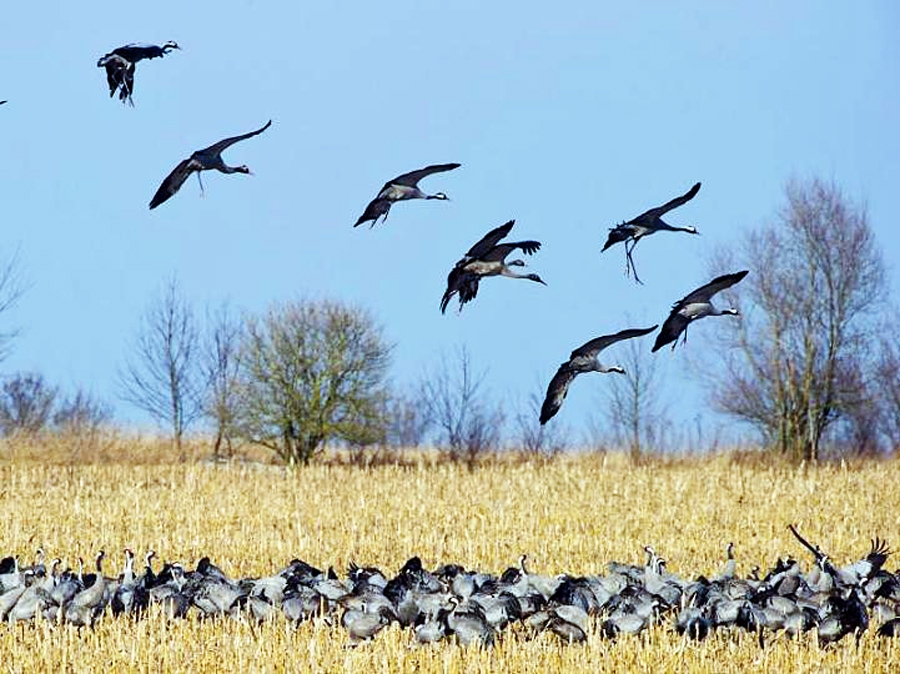 Dzērves pavasarī.
Autors: no moz.de.