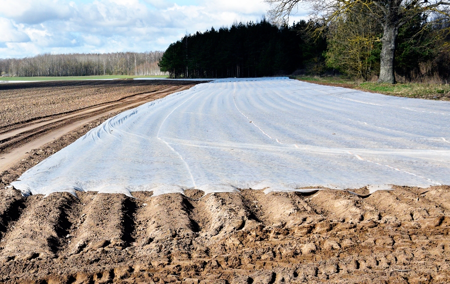 Zemnieki jau iestādītos agros kartupeļus pārklāj ar agroplēvi, lai pasargātu tos no aukstuma.
Autors: Ivars Bogdanovs