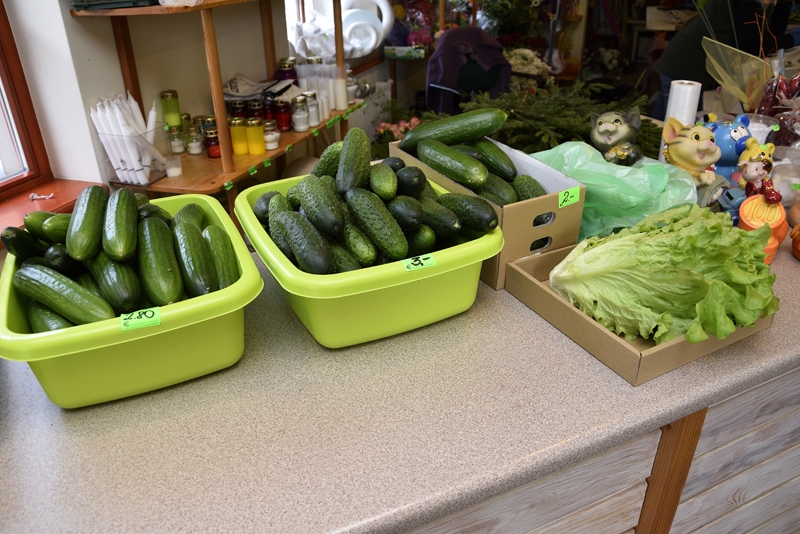 SIA «Ints&Co» siltumnīcās augušie gurķi jau nonākuši tirdzniecībā veikalos.
Autors: Ivars Bogdanovs