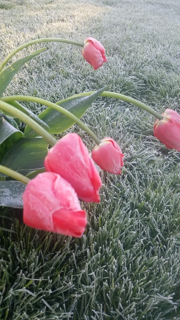 Autors: www.bauskasdzive.lv