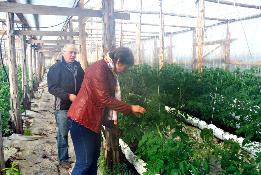 «Mazgrāvīšu» saimnieki Andris Bite un Gunta Zelle gurķus siltumnīcās vāc no aprīļa beigām, bet tomātus gaida jūnija sākumā.
Autors: Māris Krūmiņš