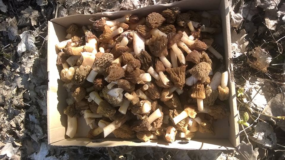 Dzejnieku birzītē atrastie murķeļi pārtapuši gardā mērcē.
Autors: No albuma.