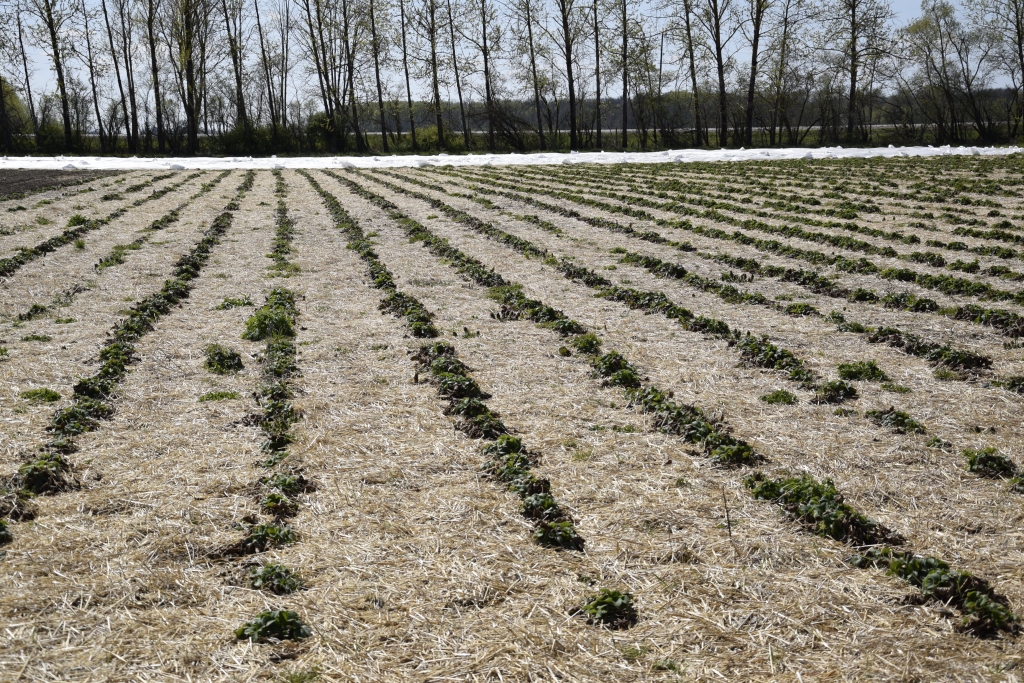 Saldētie stādi piedzīvotajā aukstajā pavasarī arī augsnē turpinājuši savu miera periodu.
Autors: Ivars Bogdanovs