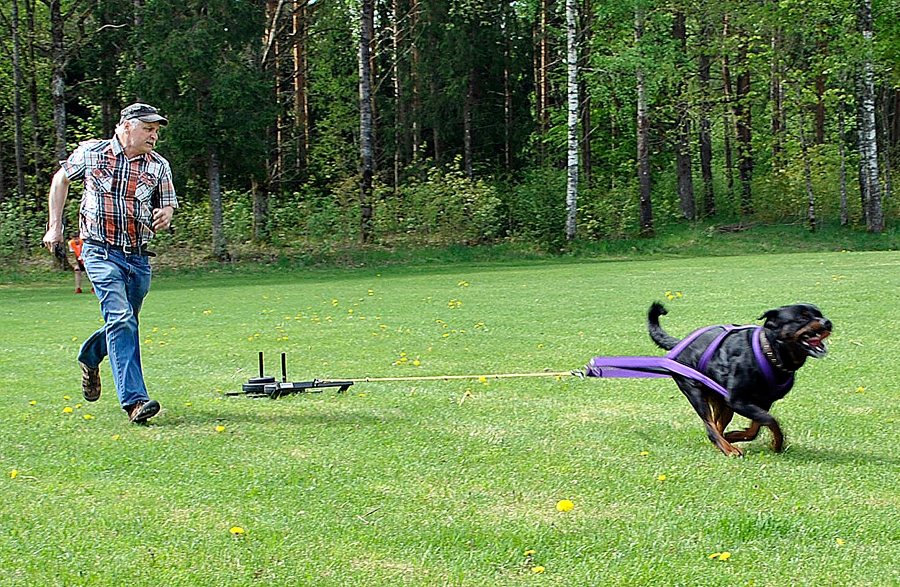 Kārlis Burkevics no Iecavas distancē skrien līdzās savam Rondo, un abi kopā grupā izcīna pirmo vietu.
Autors: Vilnis Auzāns