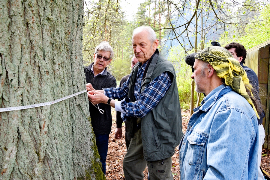 Kauķu dižliepas apkārtmēru nosaka Guntis Eniņš (centrā) un Jānis Rožkalns.
Autors: Ivars Bogdanovs