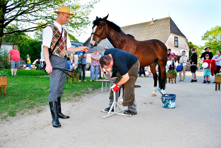 Svētkos Iecavā. Kalējs Gints Roze sagādā jaunus «apavus» Jāņa Berkmaņa rumakam Fokusam.
Autors: Vilnis Auzāns