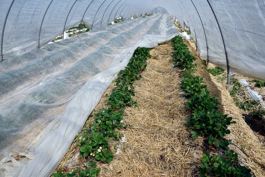 Saimniecības «Lepšas» plēves tuneļos zemenes arī lāgā negatavojas, jo pietrūkst saules un siltuma. Stādi vien paglābti no asajiem vējiem.
Autors: Ivars Bogdanovs