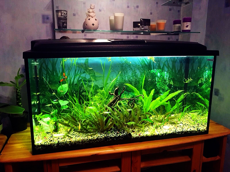 200 litru akvārijs ar dabiskajiem augiem.
Autors: no personiskā albuma.