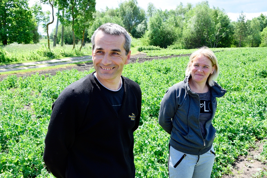Dzintars un Sarmīte Geršebeki izrāda savu zirņu lauku. Pirmajā reizē no simt metru garās vagas nolasījuši desmit kilogramus. Kultūraugi īpaši ravēti netiek, izrausta vien dzelošākās nezāles, jo tās apgrūtina zirnīšu lasīšanu.
Autors: Ivars Bogdanovs