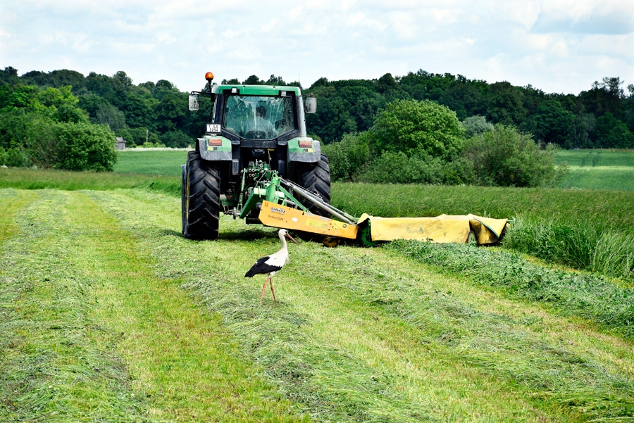 Rundāles novada z/s «Silavas» saimnieks Modris Pīpiņš pagājušajā nedēļā steidza gatavot lopbarību savam 30 slaucamu govju ganāmpulkam.
Autors: Ivars Bogdanovs