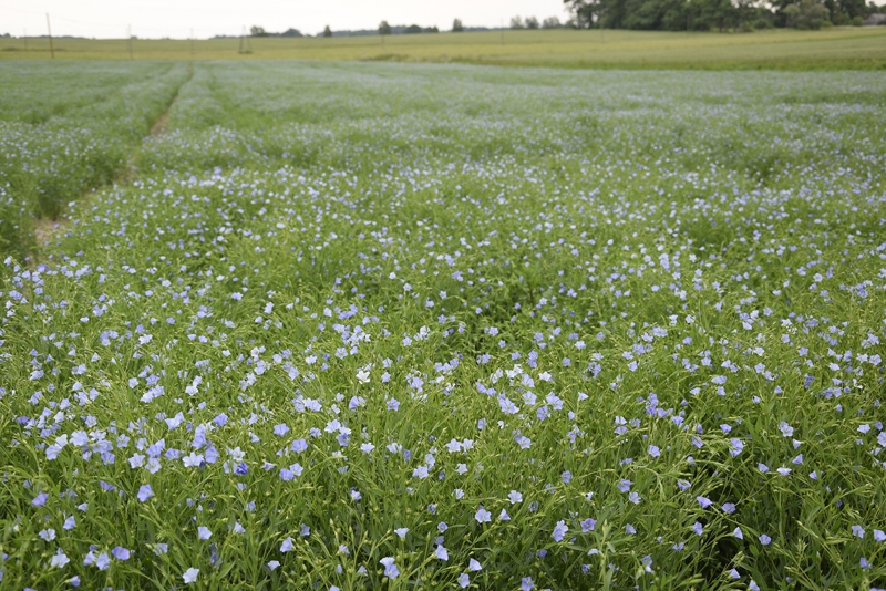 Linu ziediņa mūžs ir tikai viena diena. Nākamajā dienā lapiņas jau nobirušas, bet zilas acis pavērusi cita ziedgalviņa.
Autors: Ivars Bogdanovs