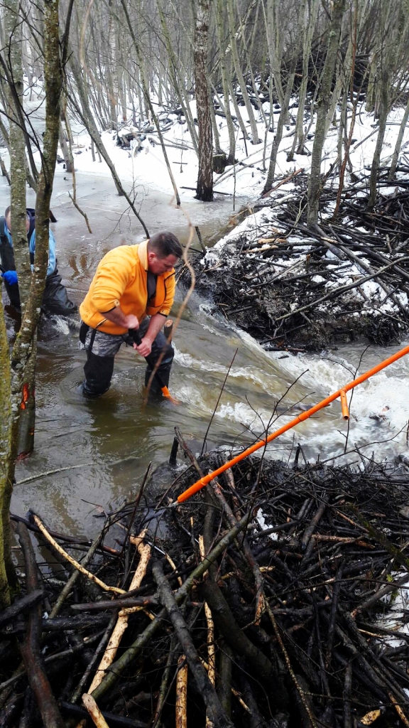 Mednieku kluba «Irši» mednieki regulāri likvidē bebru aizsprostus kluba līgumplatībās.
Autors: no albuma