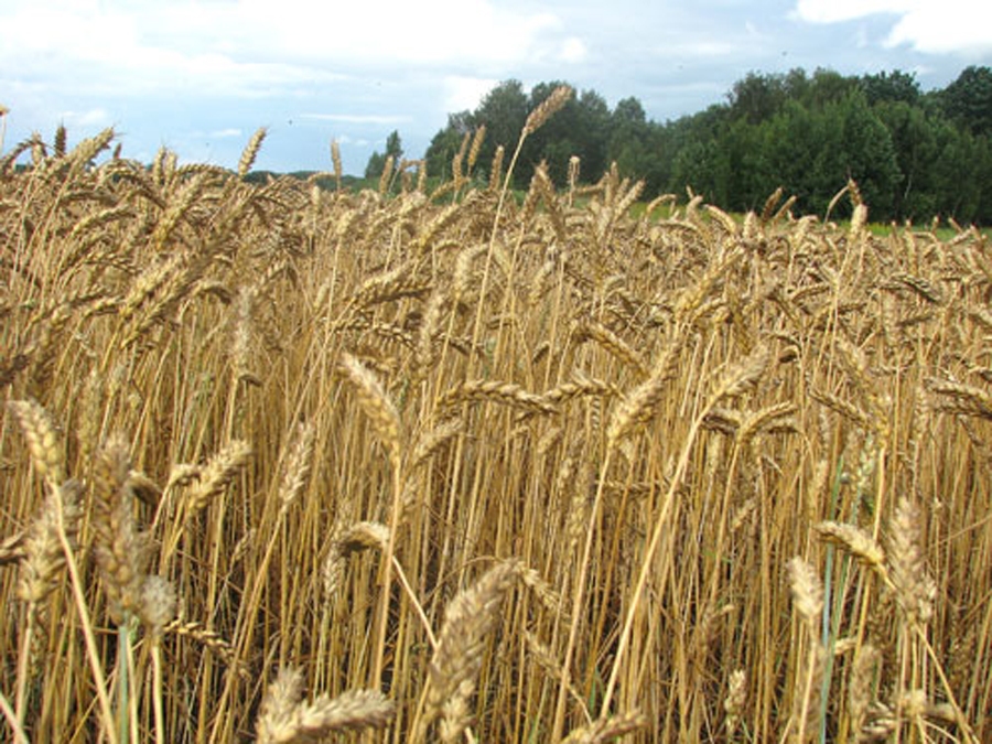 Graudu tīrumi šogad briest lēni, ne tā kā pērn. Zemniekiem vēlu būs gan pļauja, gan ziemāju sēja.
Autors: Ivars Bogdanovs