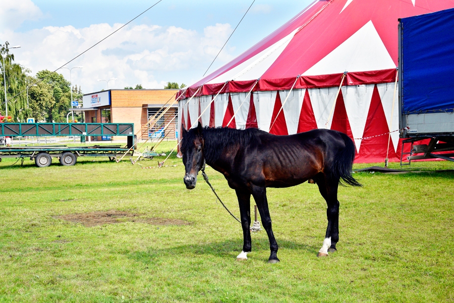 Zirgi bija trupas «Megacirks» vienīgie dzīvnieki, kuri viesizrāžu dienās varēja baudīt vismaz nosacītu brīvību. Tikmēr vairākus centnerus smagie jūras lauvas mocījās ar ūdeni piepildītā autofurgonā.
Autors: Ivars Bogdanovs