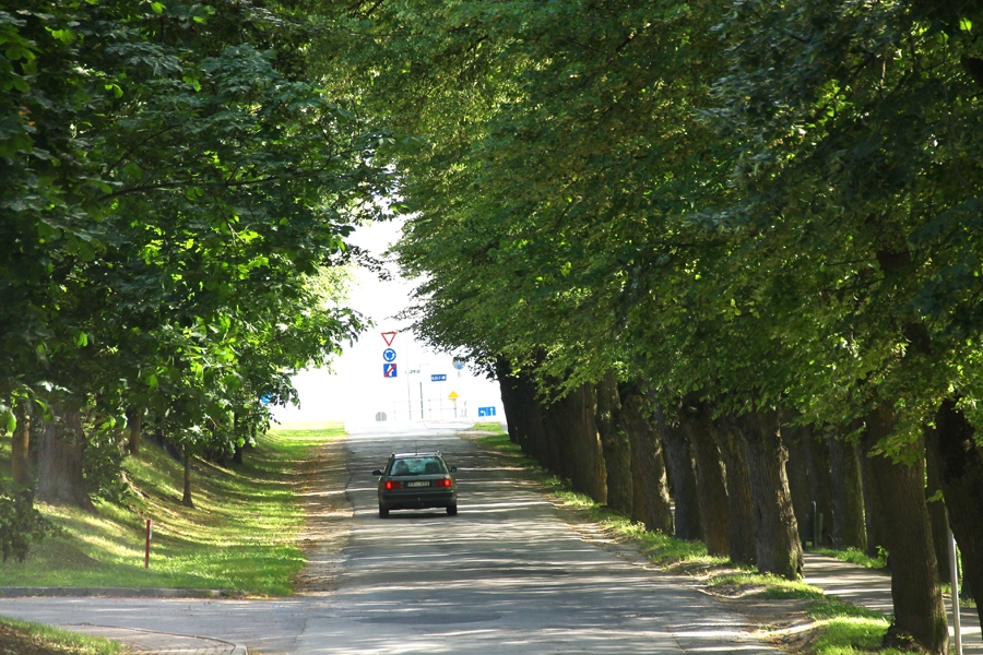 Aleju Brīvības bulvārī plānots saglabāt.
Autors: Uldis Varnevičs