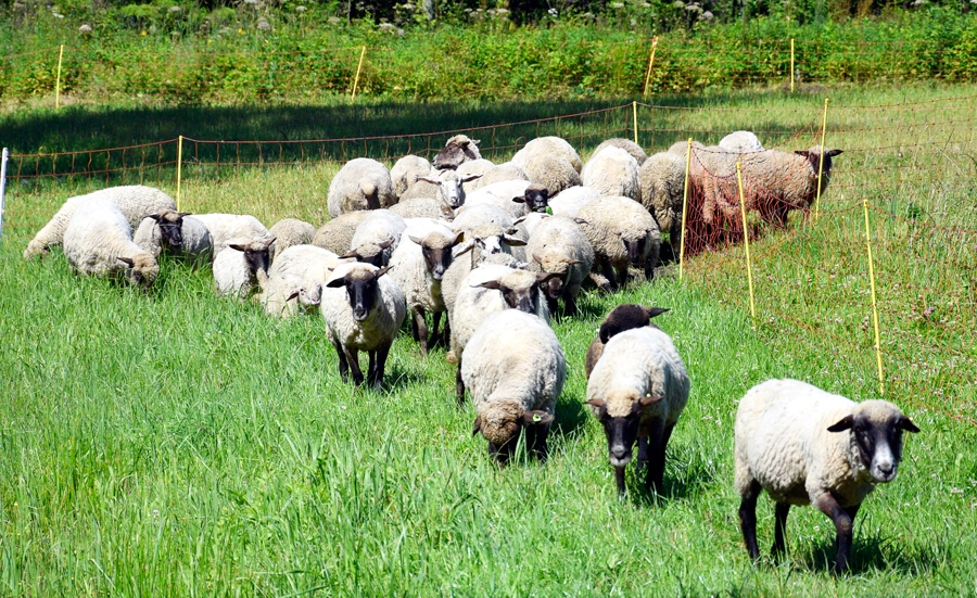 Dabiskās pļavas uzlabojuši, iesējot balto un sarkano āboliņu, hibrīdo aireni un skareni.
Autors: Ivars Bogdanovs