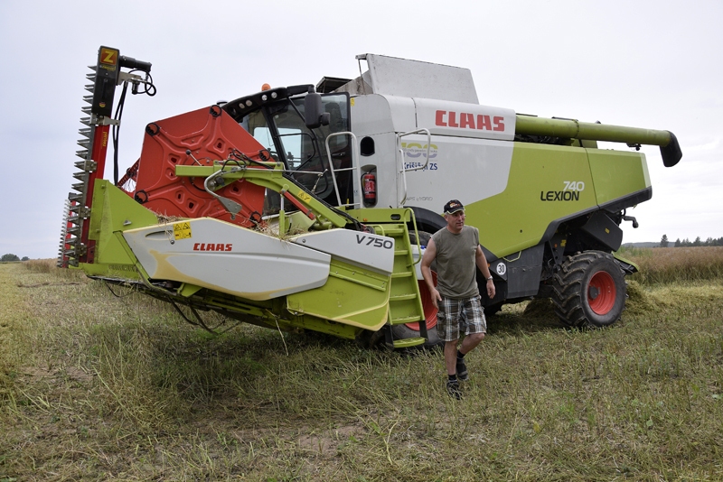 Jānis Straģis Brunavas pagasta laukā novērtē rapšus – augšējās pākstis ir gatavas, bet apakšējās vietām vēl pazaļas.
Autors: Ivars Bogdanovs