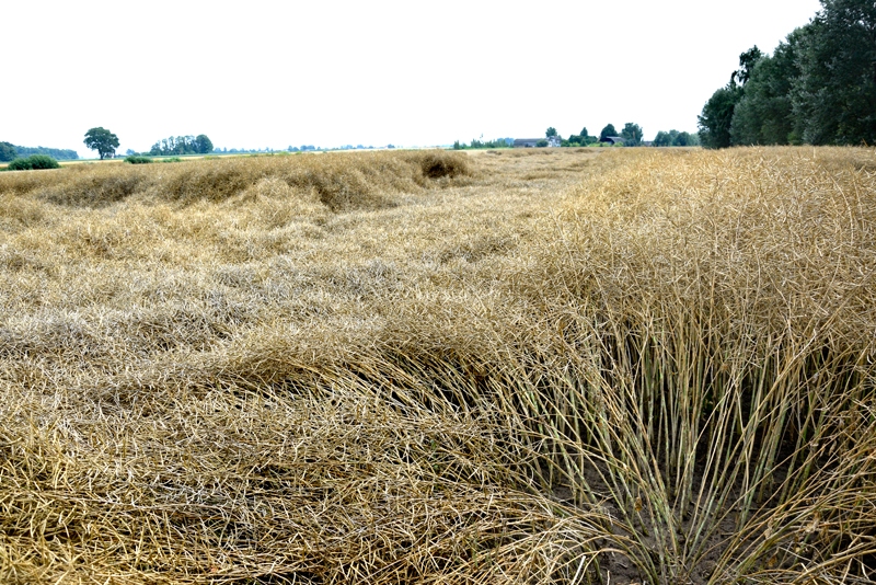 Veldre Bauskas un Iecavas novada laukos parādījusies pēdējās dienās, kad piedzīvotas spēcīgas lietusgāzes.
Autors: Ivars Bogdanovs