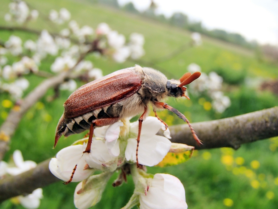 Maijvabole.
Autors: no VAAD albuma