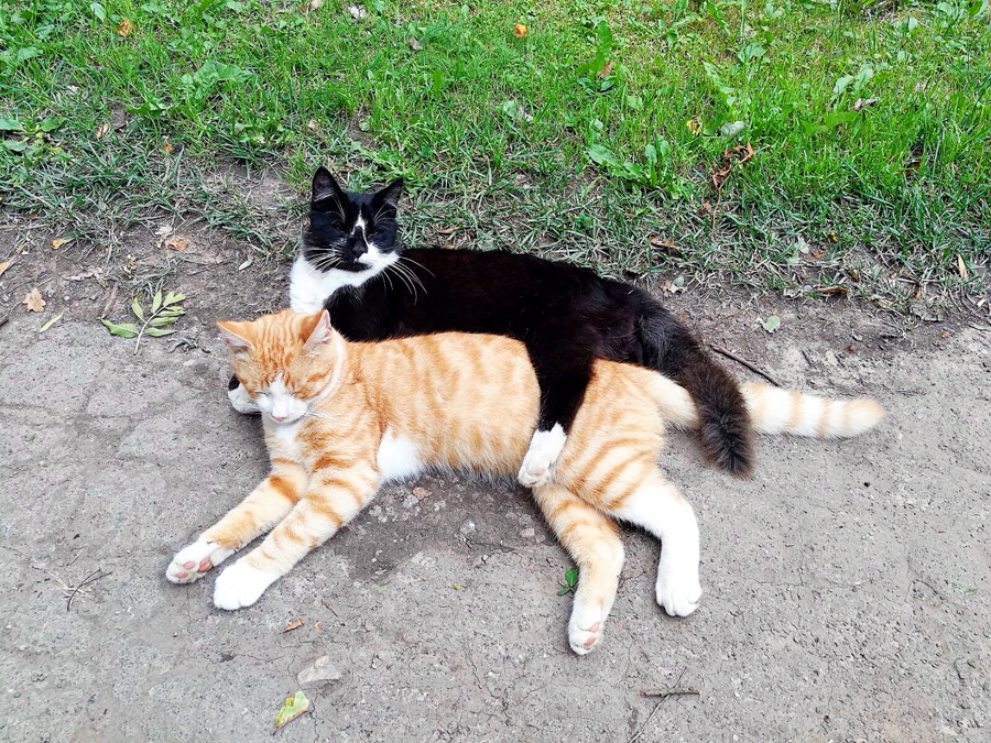 Kaķu brāļi Tikiņš un Takiņš kopā gan spēlējas, gan atpūšas.
Autors: no personiskā albuma.