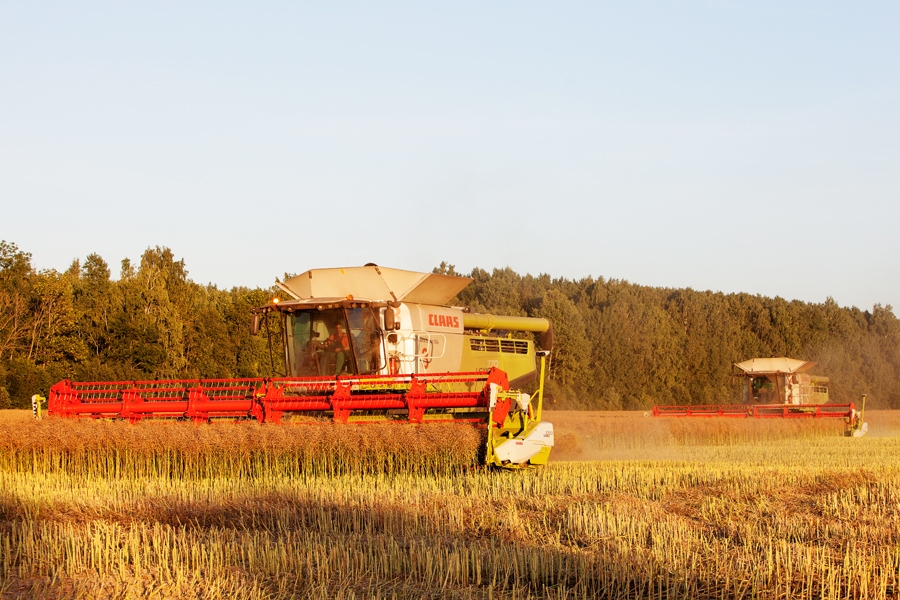 Bauskas novada zemniekiem šovasar graudu un rapšu novākšana rit sekmīgi, laukus jau gatavo ziemāju sējai.
Autors: Kārlis Ustups