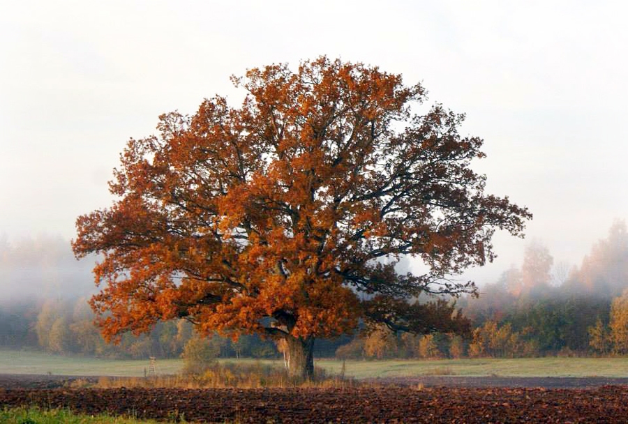 Autors: no ozols.lv.