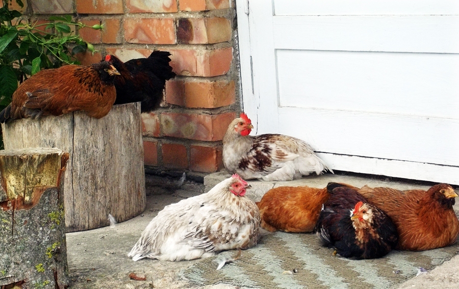 Cāļu saime pēc brokastīm atpūtā uz lieveņa.
Autors: no personiskā albuma