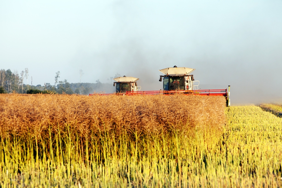 Saimniecības «Uzvara-lauks» rapšu tīrumi ap 70 ha platībā bija cietuši no krusas, tomēr arī tajos varēja nokult daļu ražas.
Autors: Kārlis Ustups