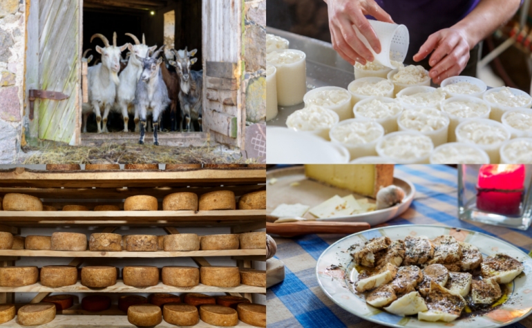 SIA «Burkānciems» varēs iepazīt 150 kazu ganāmpulka turēšanu un siera gatavošanu.
Autors: fenikssfun.com