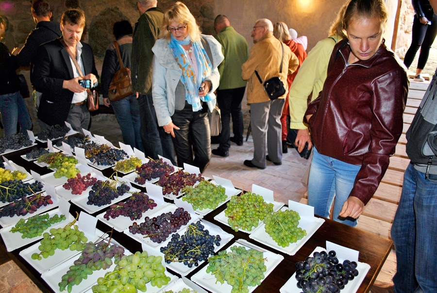 Vīnogas pārsteidzoši dažādā lielumā, formās un krāsās rindojās uz galdiem.
Autors: Antra Ērgle