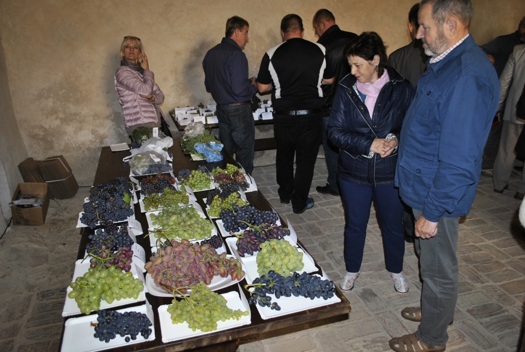 Vīnogas pārsteidzoši dažādā lielumā, formās un krāsās rindojās uz galdiem.
Autors: Antra Ērgle