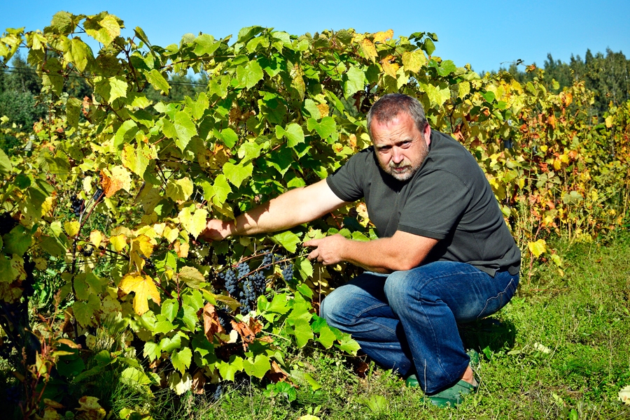 Ģirts Miķelsons Zemgales stādījumos izmēģinājis ap 800 šķirņu vīnogu un līdz sīkumiem prot raksturot katru sava vīna dārza stādu.
Autors: Ivars Bogdanovs