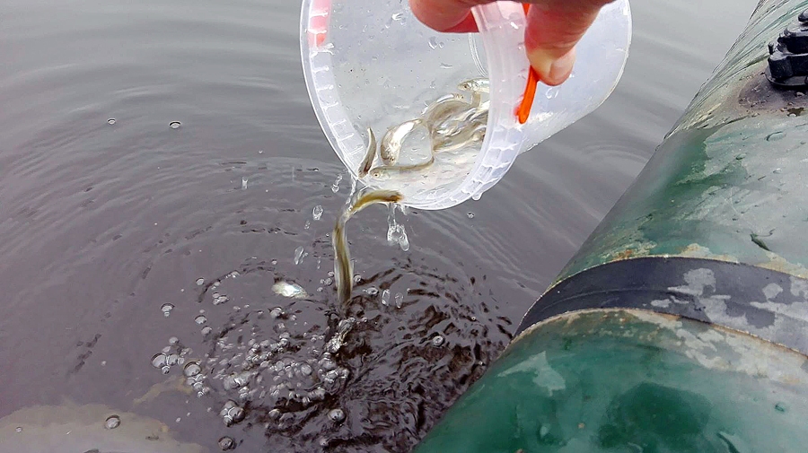 Ālantu mazuļi no Daugavpils atradīs mājas Mūsas ūdeņos.
Autors: no Gailīšu pagasta profila «Facebook»