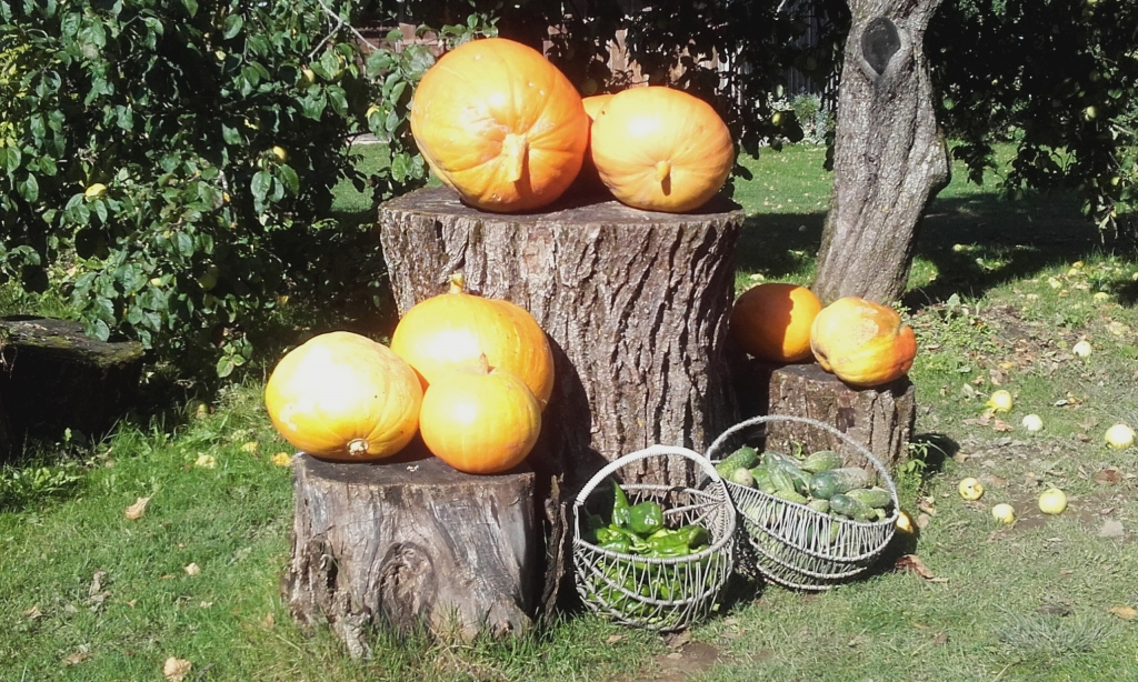 Latvijas dārzos šogad izauguši lieli un arī mazi ķirbji. Varenāko šo ogu saimniekus aicina pieteikties Latvijas ķirbju čempionātam.
Autors: Vilnis Auzāns