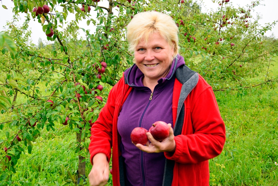 SIA «Pienjāņi» dārzniece Inese Skrēbena teic – jauno augļu dārzu saimnieki samazinātu nodokļu priekšrocības varēs izmantot, kad novāks pilnu ražu un produkciju nodos tirgū.
Autors: Ivars Bogdanovs