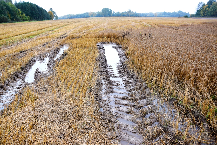 Autors: Ivars Bogdanovs