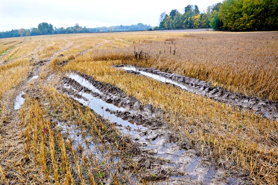 Lietavu dēļ Vecumnieku novada saimniecībās ir simtiem hektāru nenovāktas labības un dārzeņu.
Autors: Ivars Bogdanovs