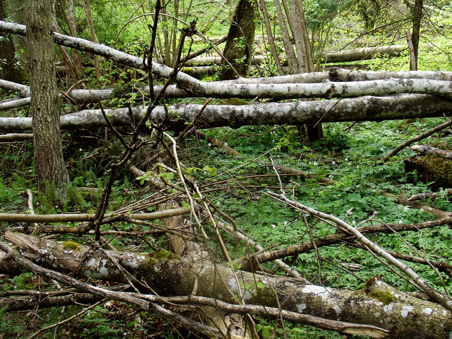 Dabas skaitīšanas projekta norise mežu īpašniekiem rada bažas, ka aizsargājamo biotopu dēļ nākotnē varētu ierobežot viņu saimniecisko darbību.
Autors: no mezsaimnieks.lv.