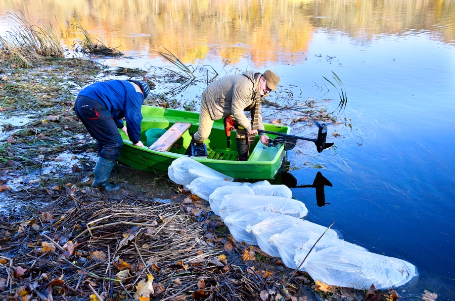 Ālantu mazuļi transportēti plastmasas maisos, kuri pildīti ar skābekli. Strādā Valērijs Gabrāns un Egīls Buls.
Autors: Ivars Bogdanovs