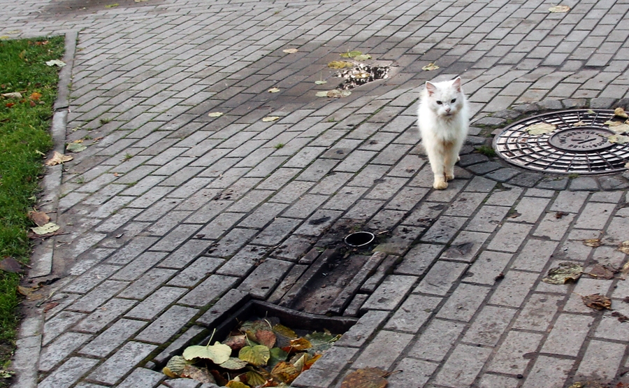 Nozāģēts brīvkrāns Saules dārzā Bauskā. Arī kaķītis ir apmulsis.
Autors: Uldis Varnevičs