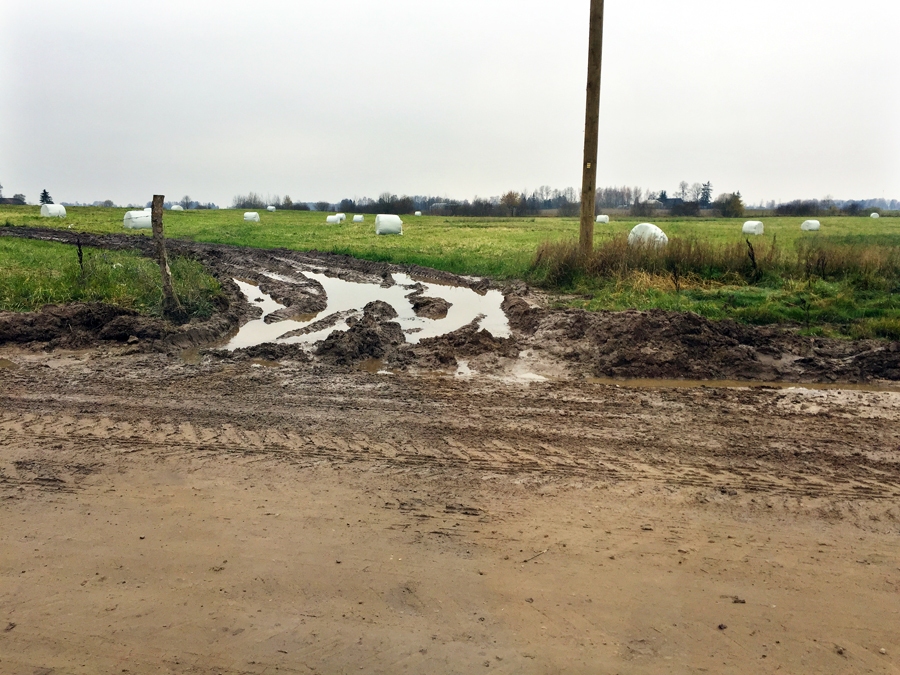 Ceļam gar «Krišjāņu» fermu jāatjauno grāvji un nobrauktuves, jābūvē caurtekas.
Autors: no LVC albuma