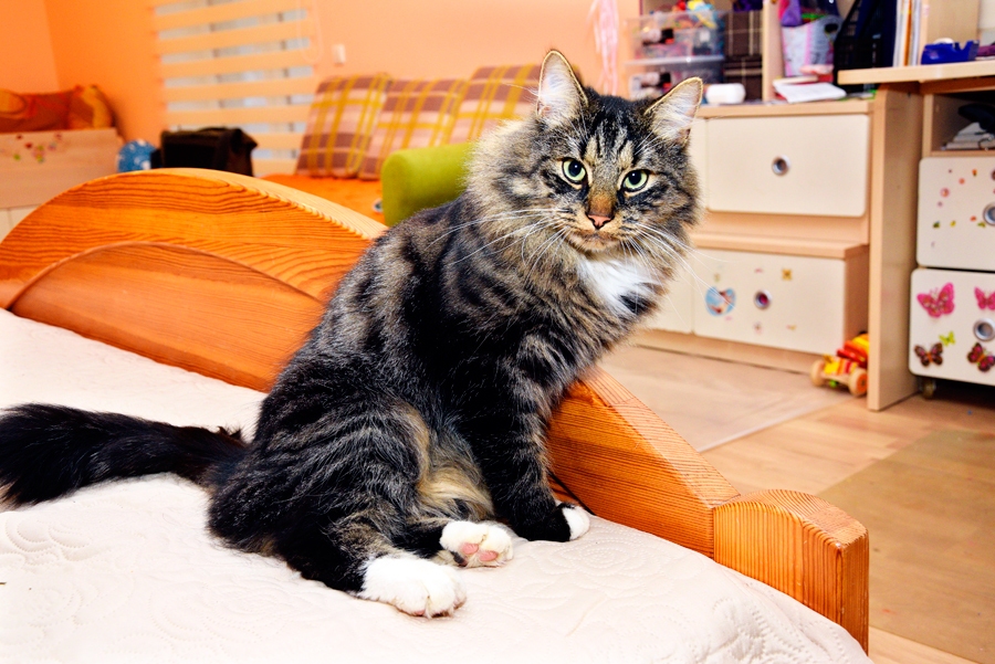 Runcis Ķipars kļuvis par Alises Vēveres mīluli.
Autors: Ivars Bogdanovs