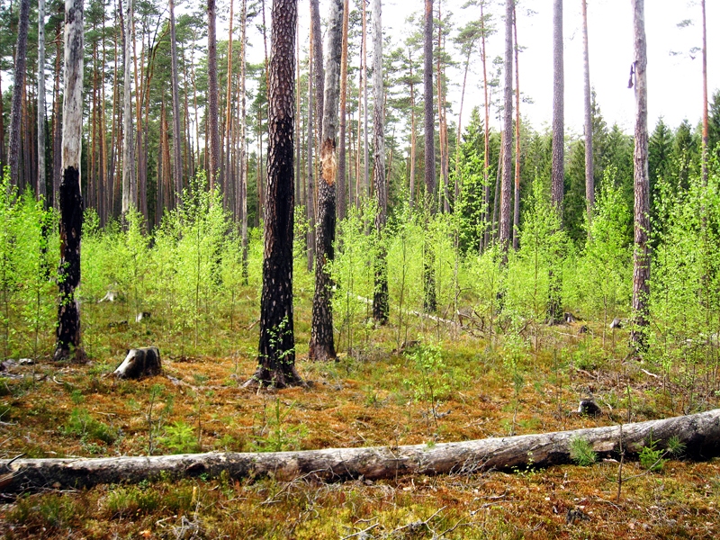 Meži aizņem lielāko daļu Latvijas teritorijas, tomēr ciršanas noteikumu grozījumi izsaukuši savstarpējus pārmetumus par vēlmi tos iznīcināt un padarīt nekvalitatīvākus.
Autors: no «Bauskas Dzīves» arhīva