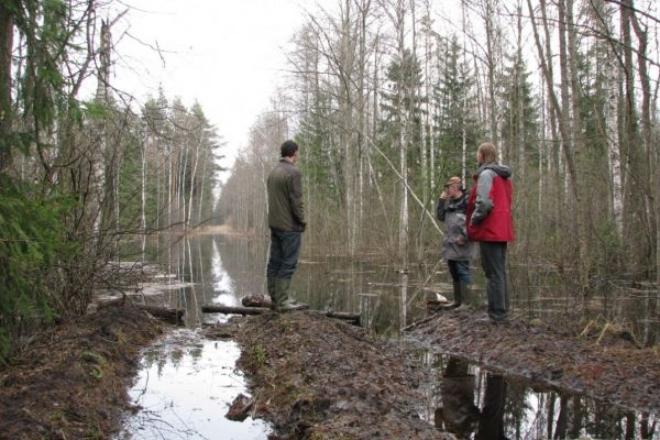 Patlaban Latvijas meži plūdu dēļ izskatās tāpat kā lauki, jo mežus lielās platībās klāj peļķes, mežus ar mežsaimniecības tehniku nav iespējams izbraukt, līdz ar to arī nav iespējams veikt mežsaimniecības darbus. “Kurzemes mežsaimnieki pat apgalvo, ka situācija ar plūdiem mežos ir kritiskāka nekā tā bija ar plūdiem lauksaimniecībā Latgalē,
Autors: publicitātes/ lvm.lv