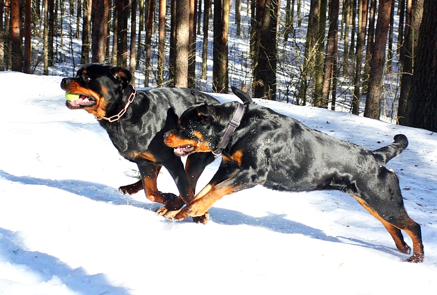 Rotveileri steidz pretī savam – Suņa – gadam, cerot sagaidīt arī sniegu, kā tas bija pērn.
Autors: no A. Korņejevas albuma