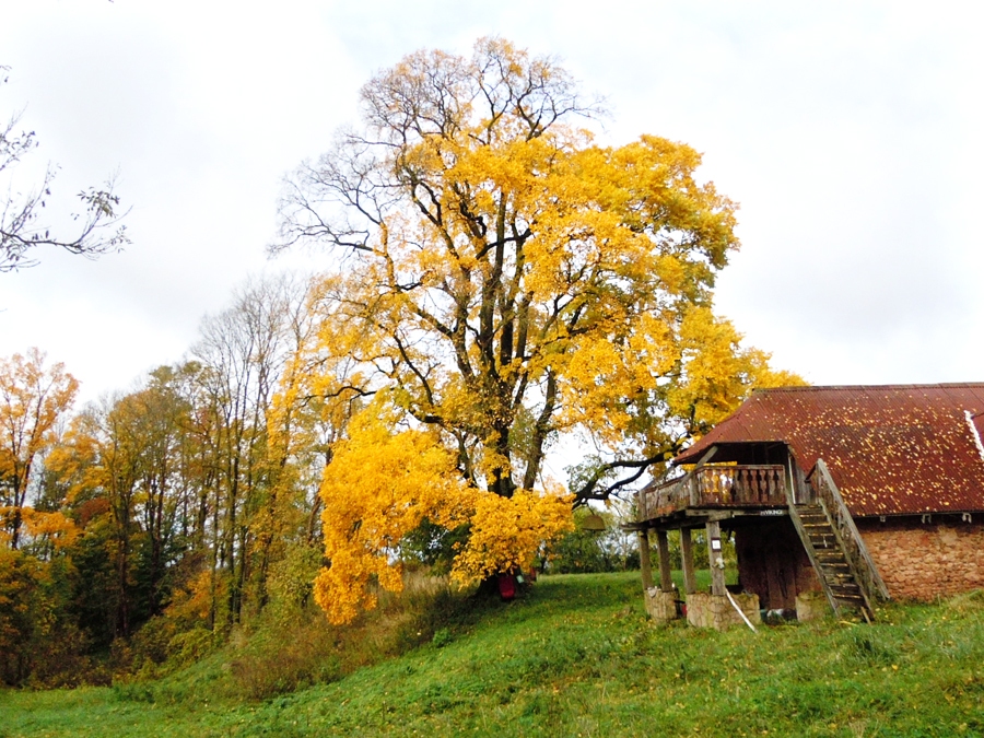 Lāču dižā vīksna aizvadītajā rudenī.