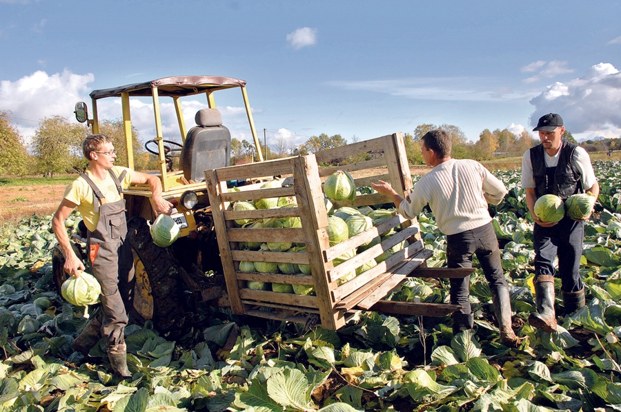 Dārzeņu audzētāji saimniecību ienesīgumu palielina, uzlabojot ražīgumu, veidojot pārstrādi un audzējot dārgākas nišas kultūras.
Autors: Ivars Bogdanovs