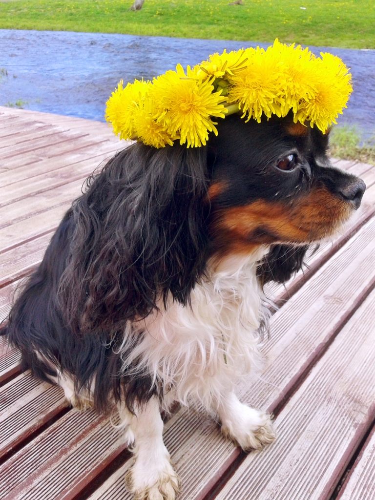 Čirī ļoti patīk vasarā atrasties brīvā vidē – tad var gan pozēt, gan izskraidīties pēc sirds patikas.
Autors: no saimnieku albuma